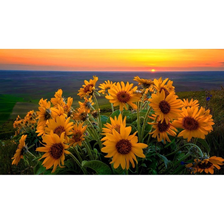 Tablou canvas 40x30 cm, Natura cu Flori model 273