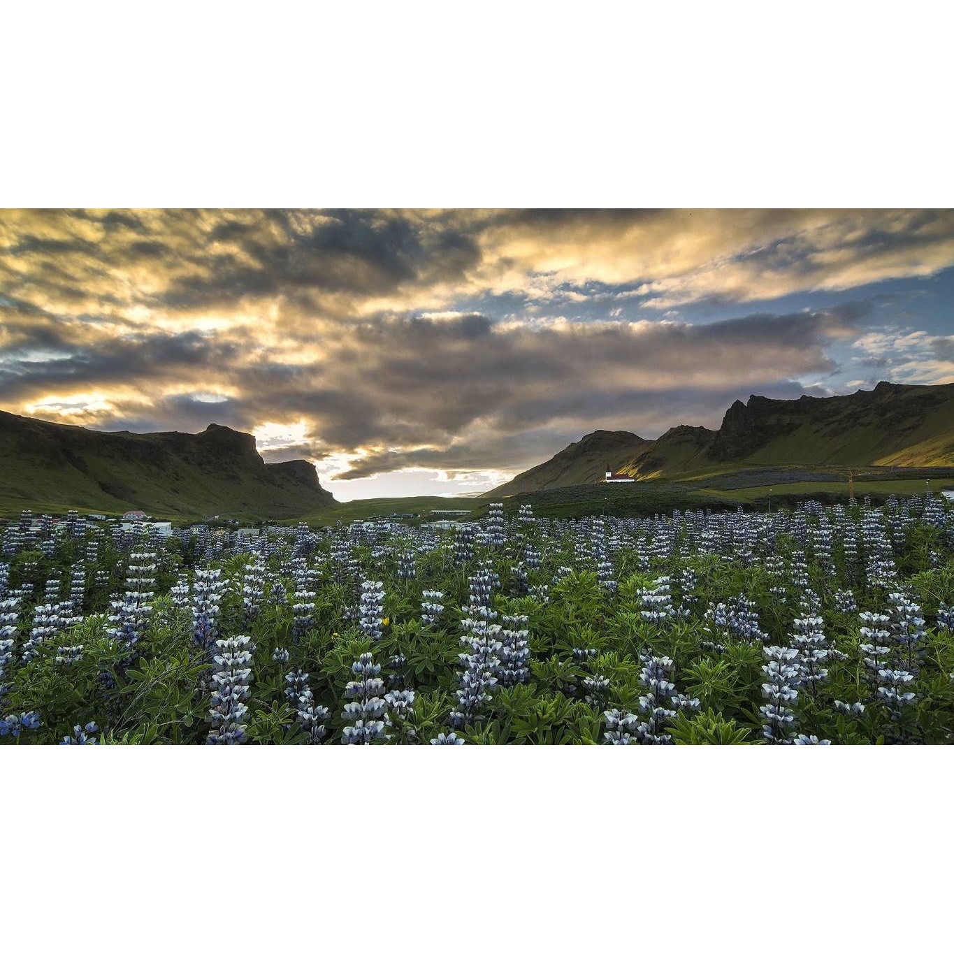 Tablou canvas 90x50 cm, Natura cu Flori model 284