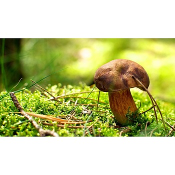 Tablou canvas 75x50 cm, Natura cu Flori model 274 Tablou canvas 75x50 cm, Natura cu Flori model 274