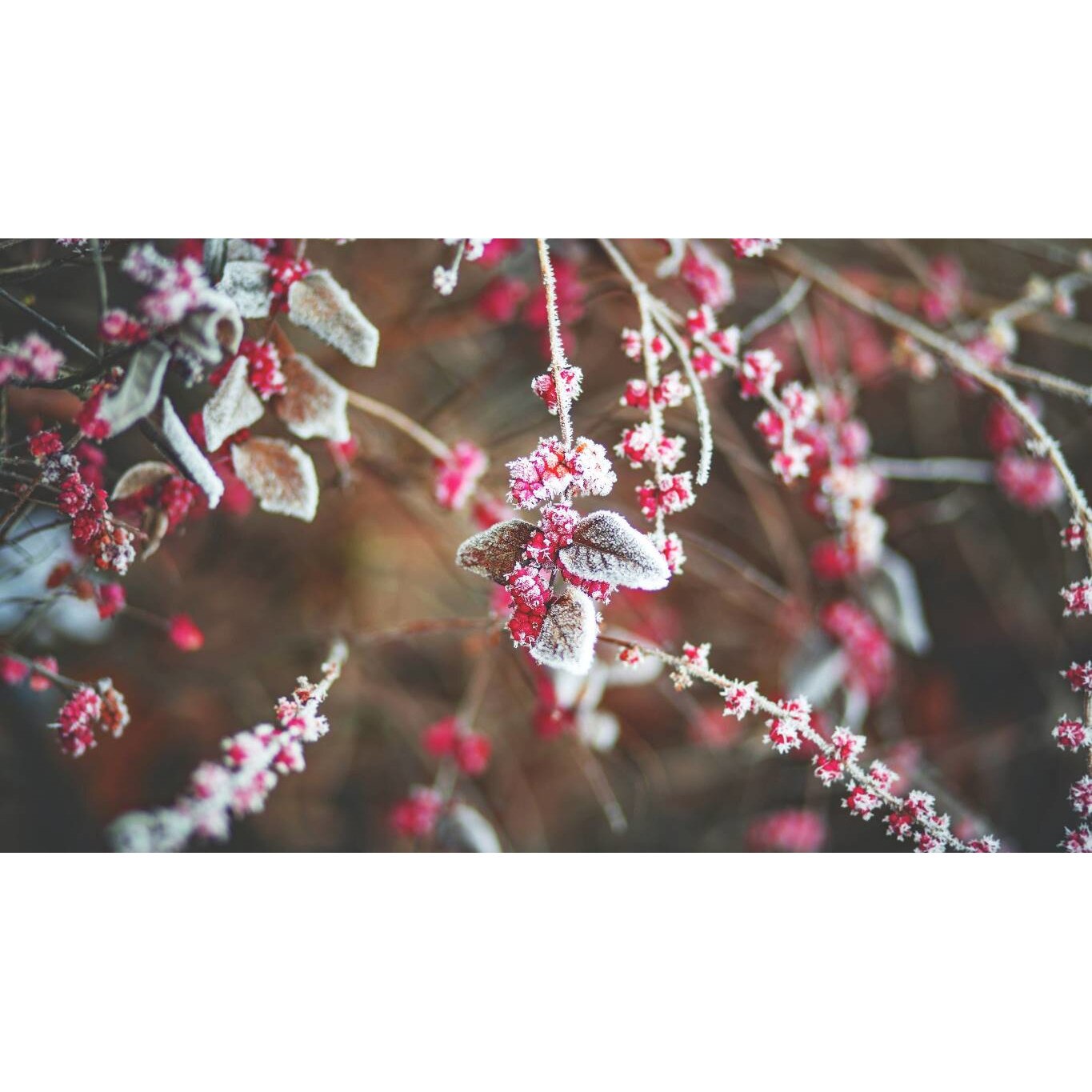 Tablou canvas 90x50 cm, Natura cu Flori model 301