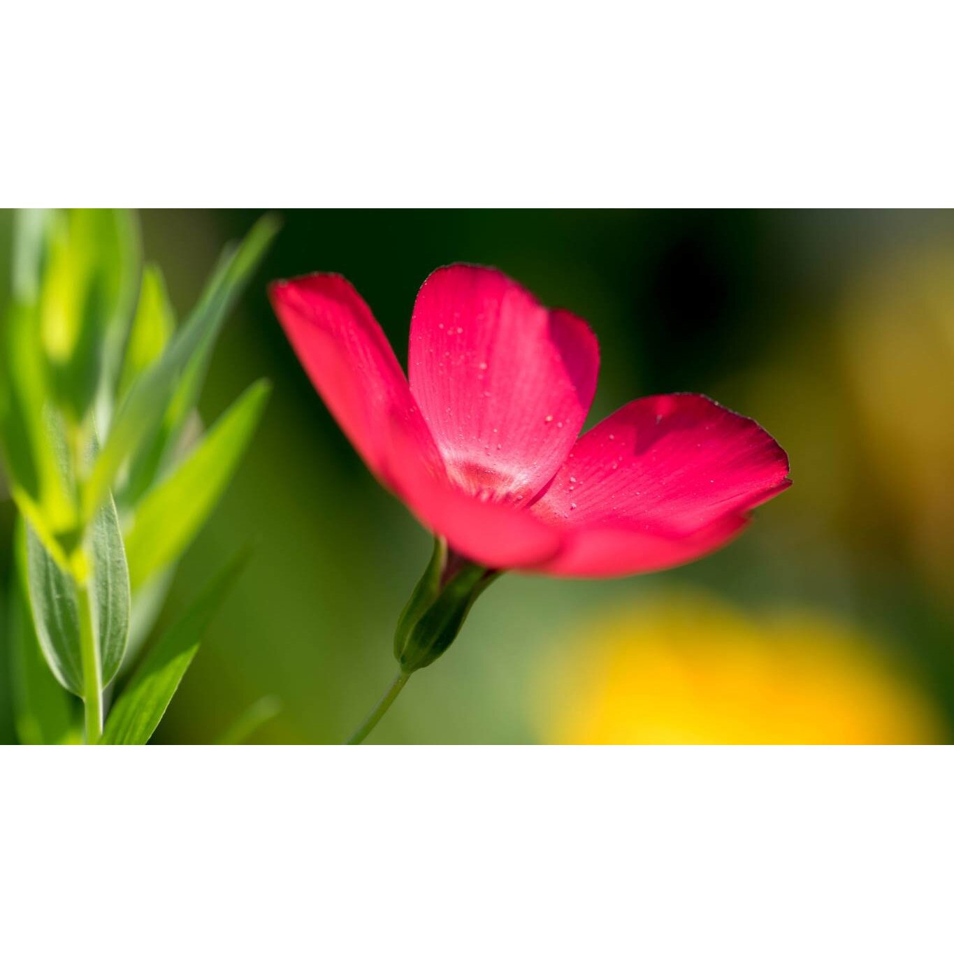 Tablou canvas 90x50 cm, Natura cu Flori model 311