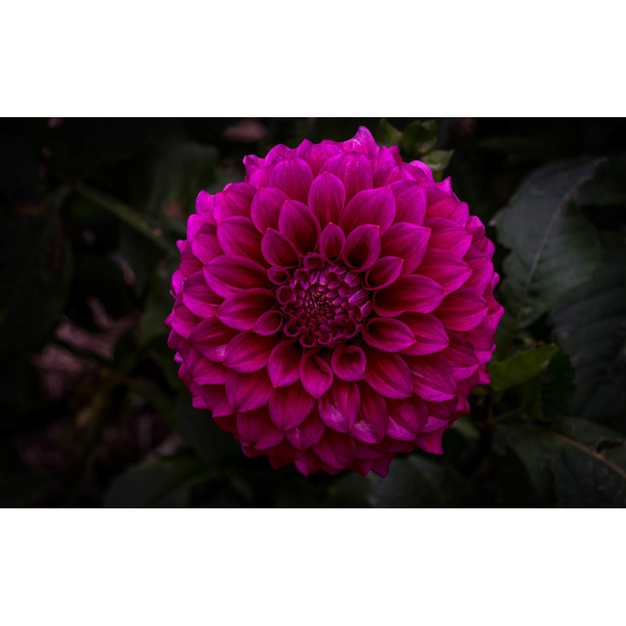 Tablou canvas 90x50 cm, Natura cu Flori model 314