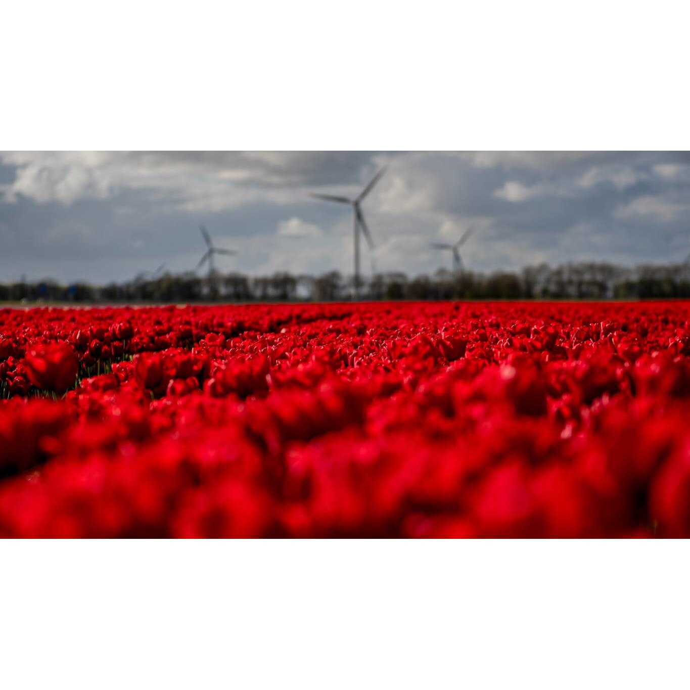 Tablou canvas 75x50 cm, Natura cu Flori model 288