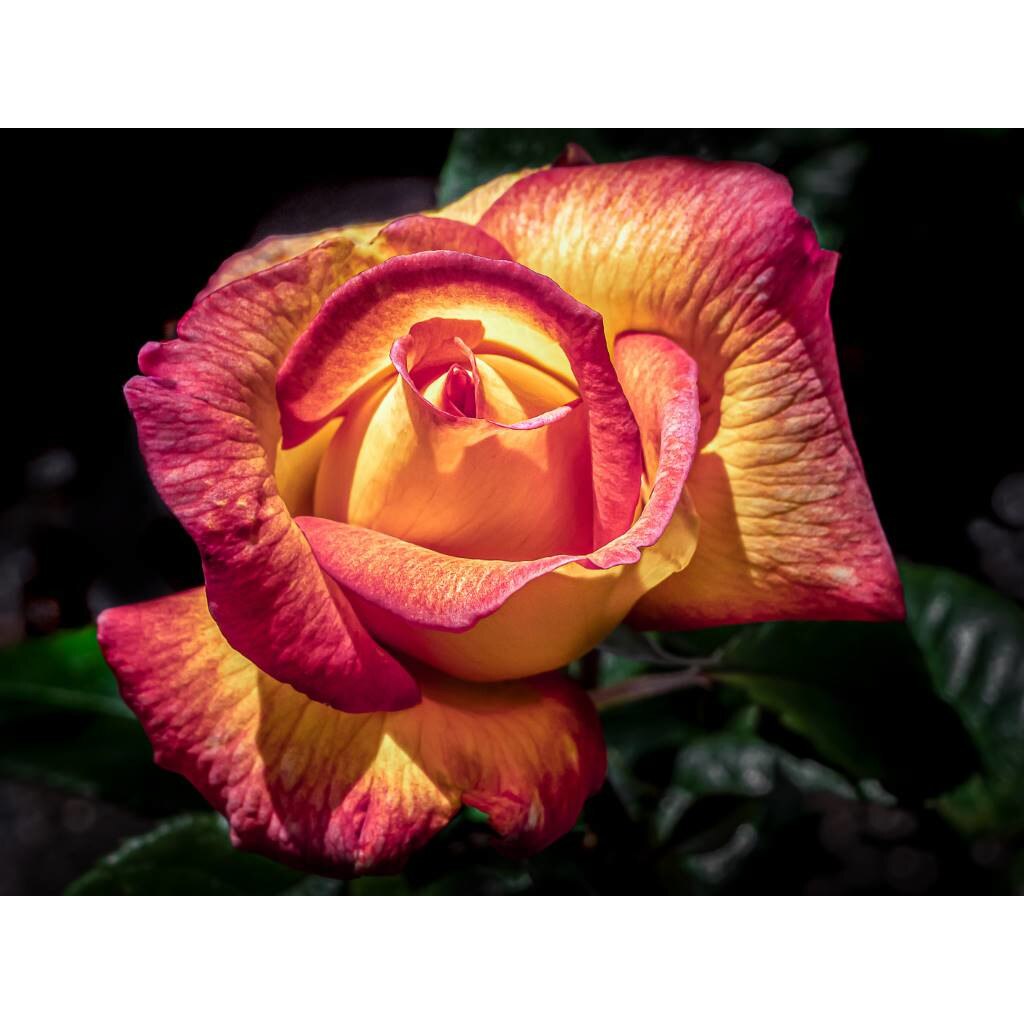 Tablou canvas 90x50 cm, Natura cu Flori model 329