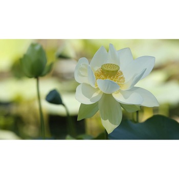 Tablou canvas 90x50 cm, Natura cu Flori model 347 Tablou canvas 90x50 cm, Natura cu Flori model 347