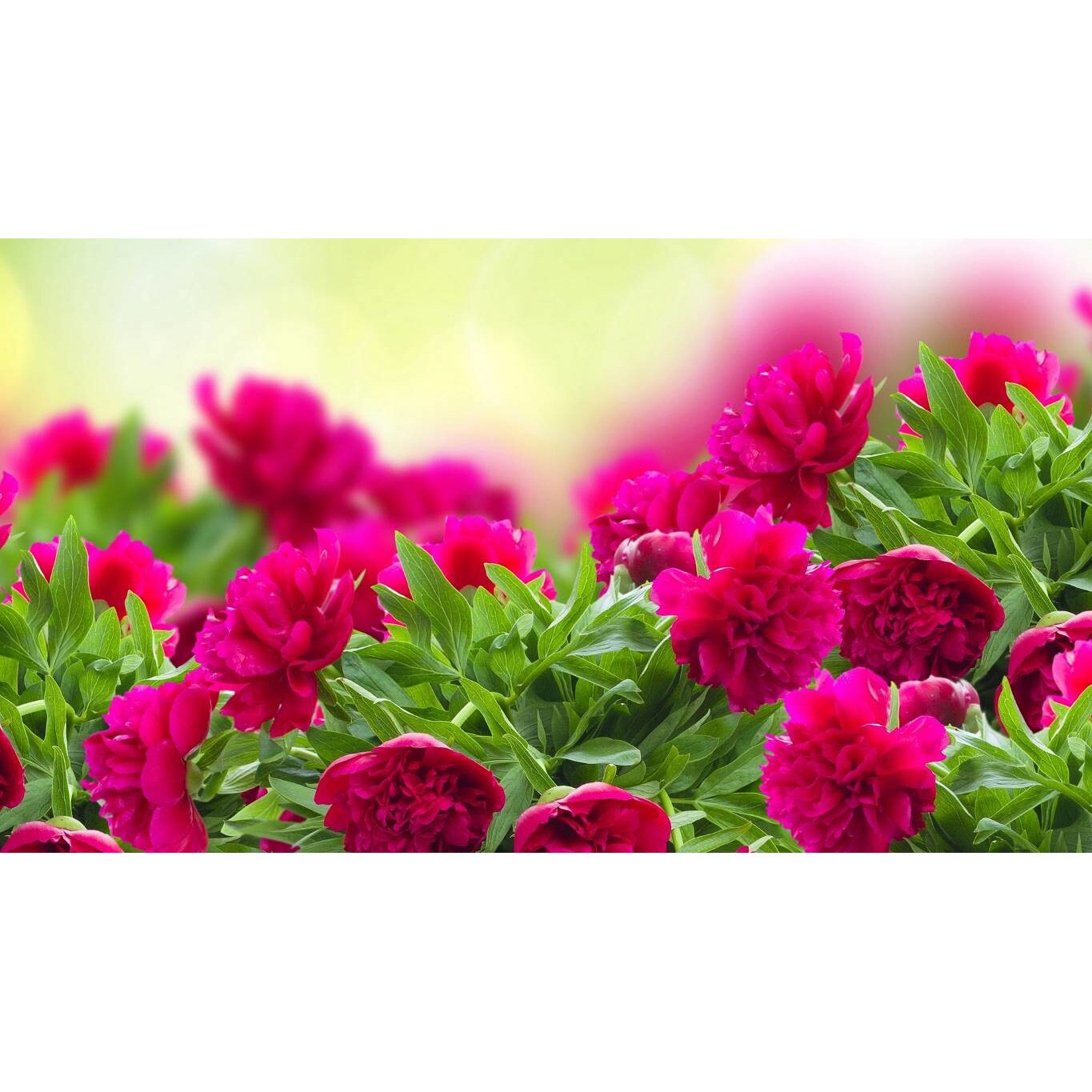 Tablou canvas 75x50 cm, Natura cu Flori model 282