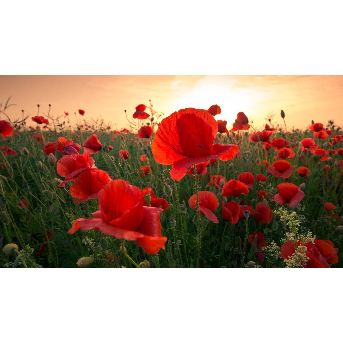 Tablou canvas 90x50 cm, Natura cu Flori model 324