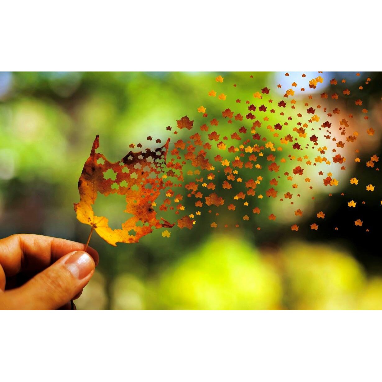 Tablou canvas 75x50 cm, Natura cu Flori model 322