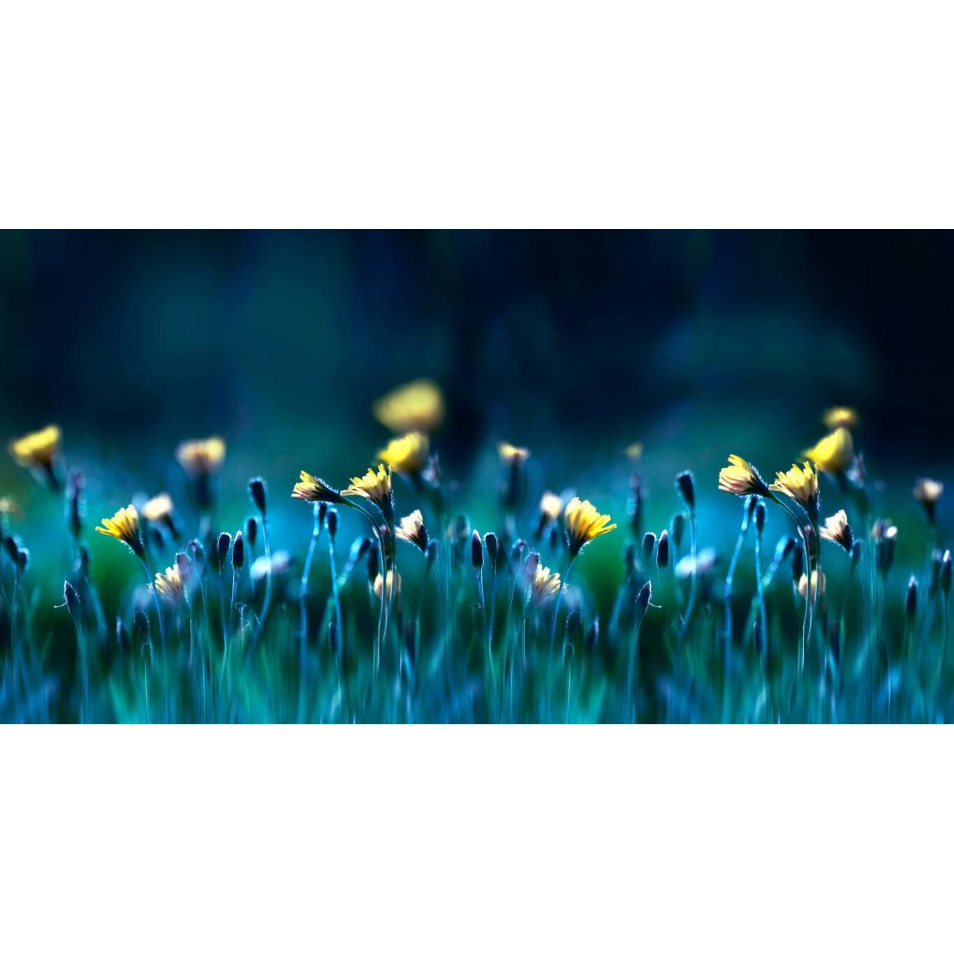 Tablou canvas 75x50 cm, Natura cu Flori model 312