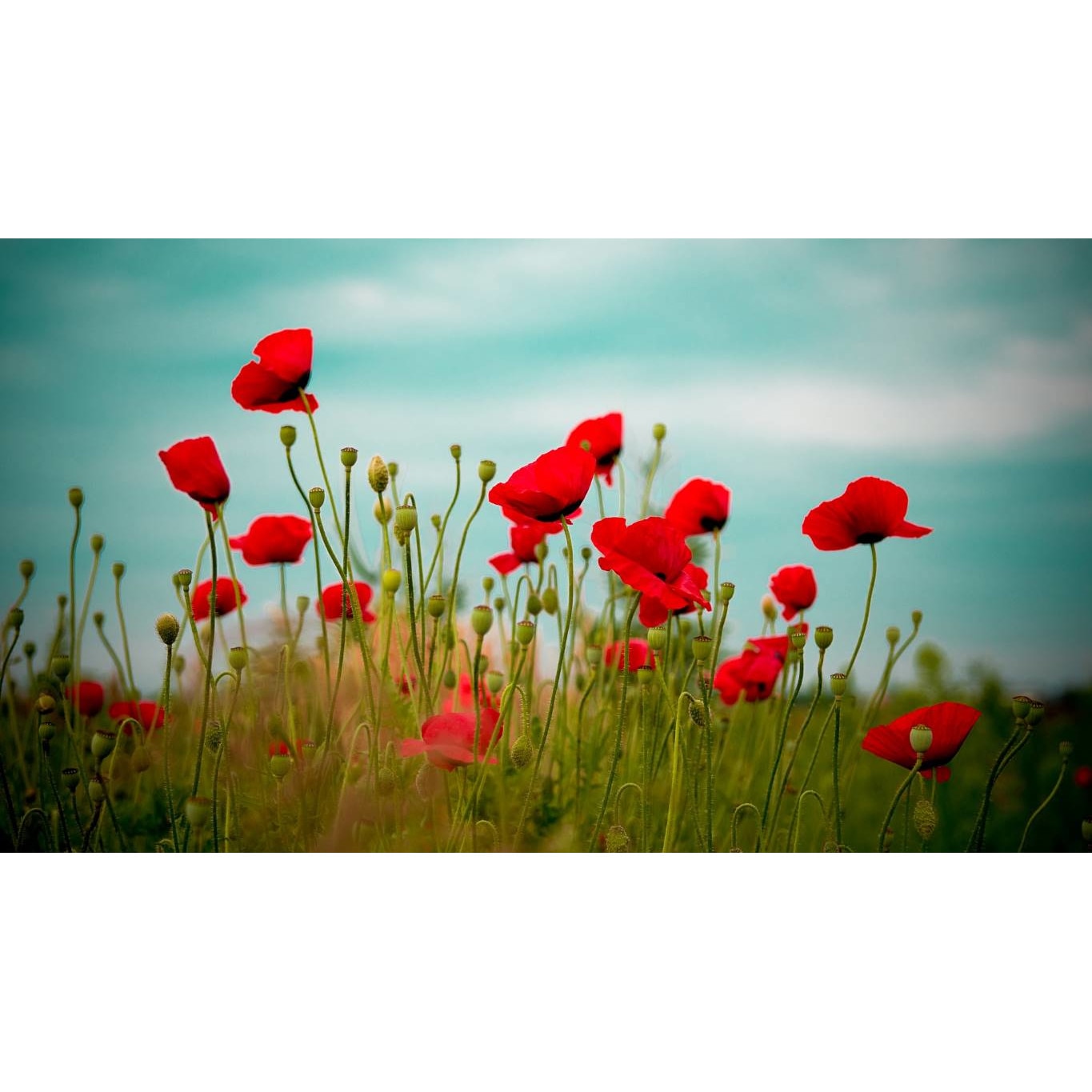 Tablou canvas 75x50 cm, Natura cu Flori model 307