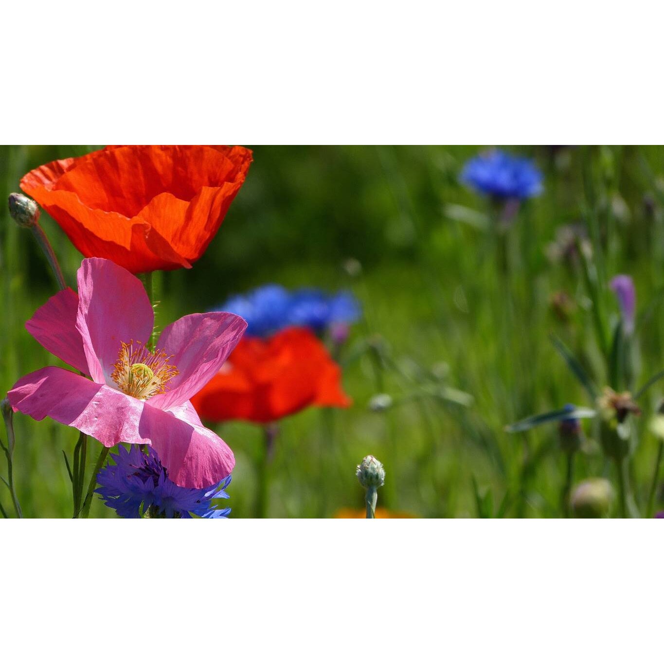 Tablou canvas 75x50 cm, Natura cu Flori model 334