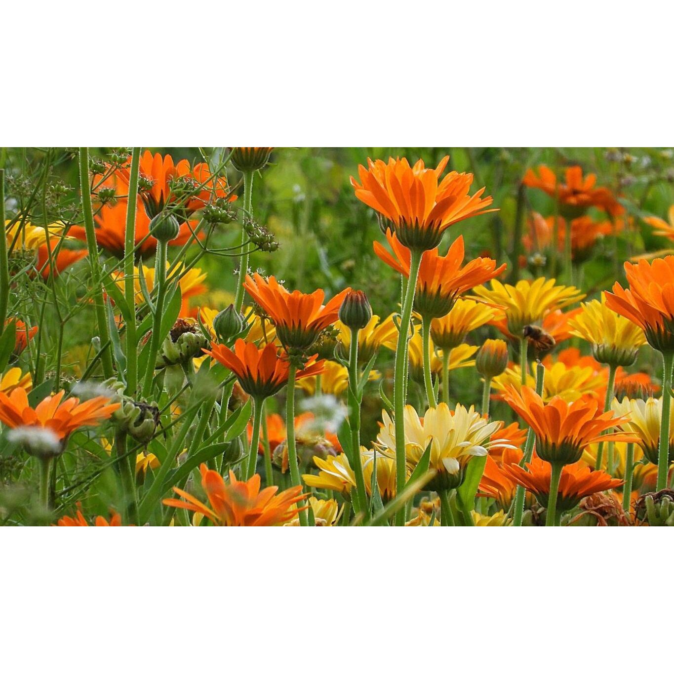 Tablou canvas 90x50 cm, Natura cu Flori model 289