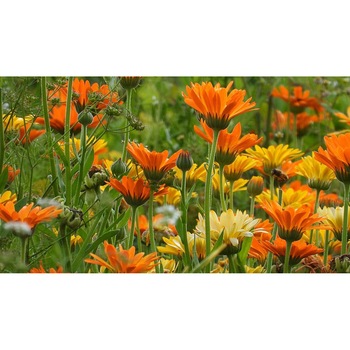 Tablou canvas 90x50 cm, Natura cu Flori model 289 Tablou canvas 90x50 cm, Natura cu Flori model 289