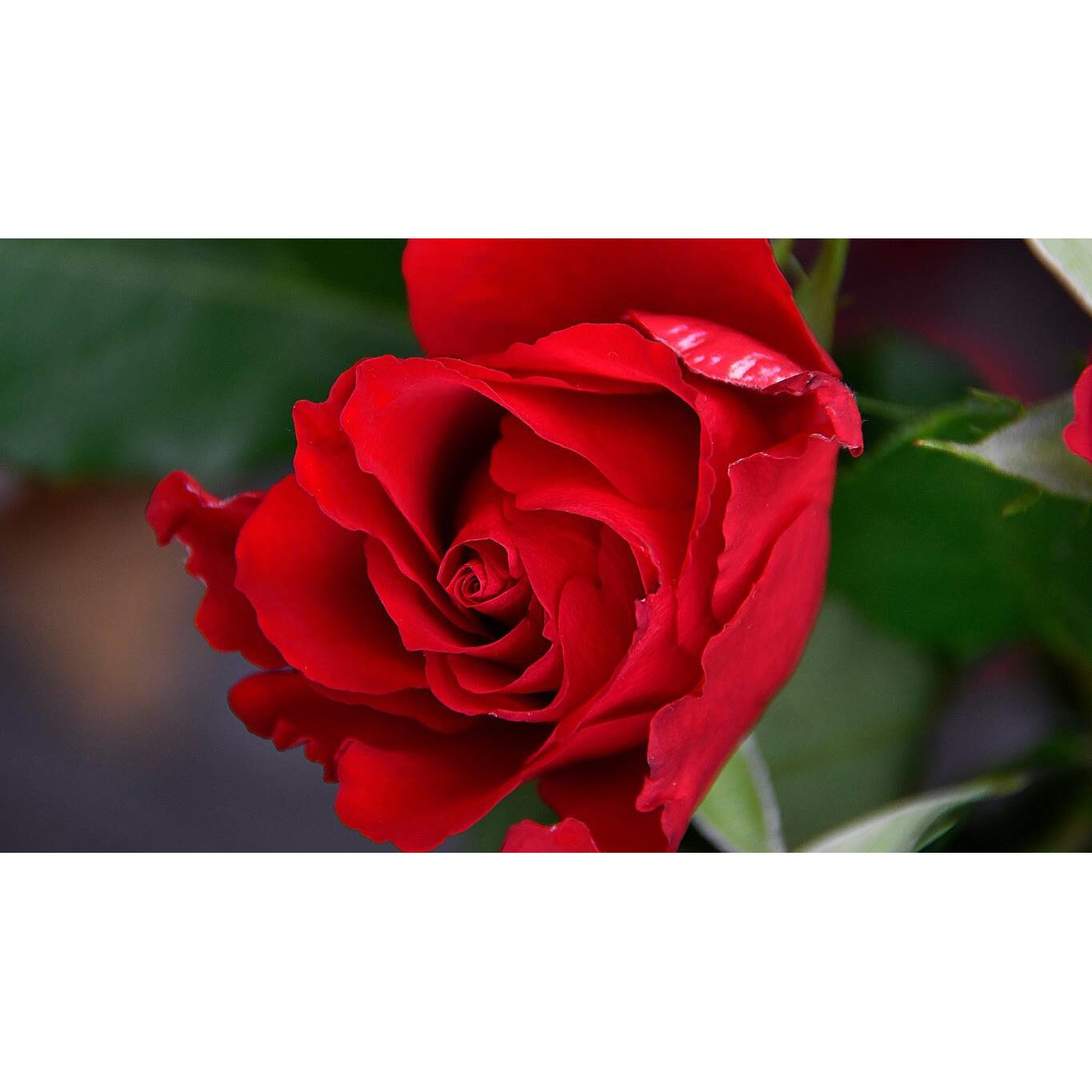 Tablou canvas 90x50 cm, Natura cu Flori model 348