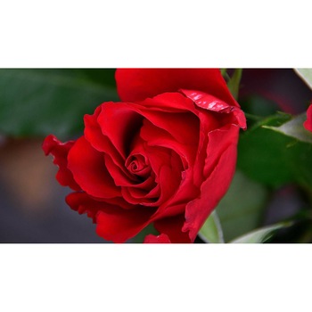 Tablou canvas 90x50 cm, Natura cu Flori model 348 Tablou canvas 90x50 cm, Natura cu Flori model 348