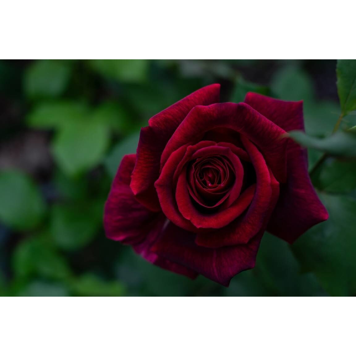 Tablou canvas 75x50 cm, Natura cu Flori model 352