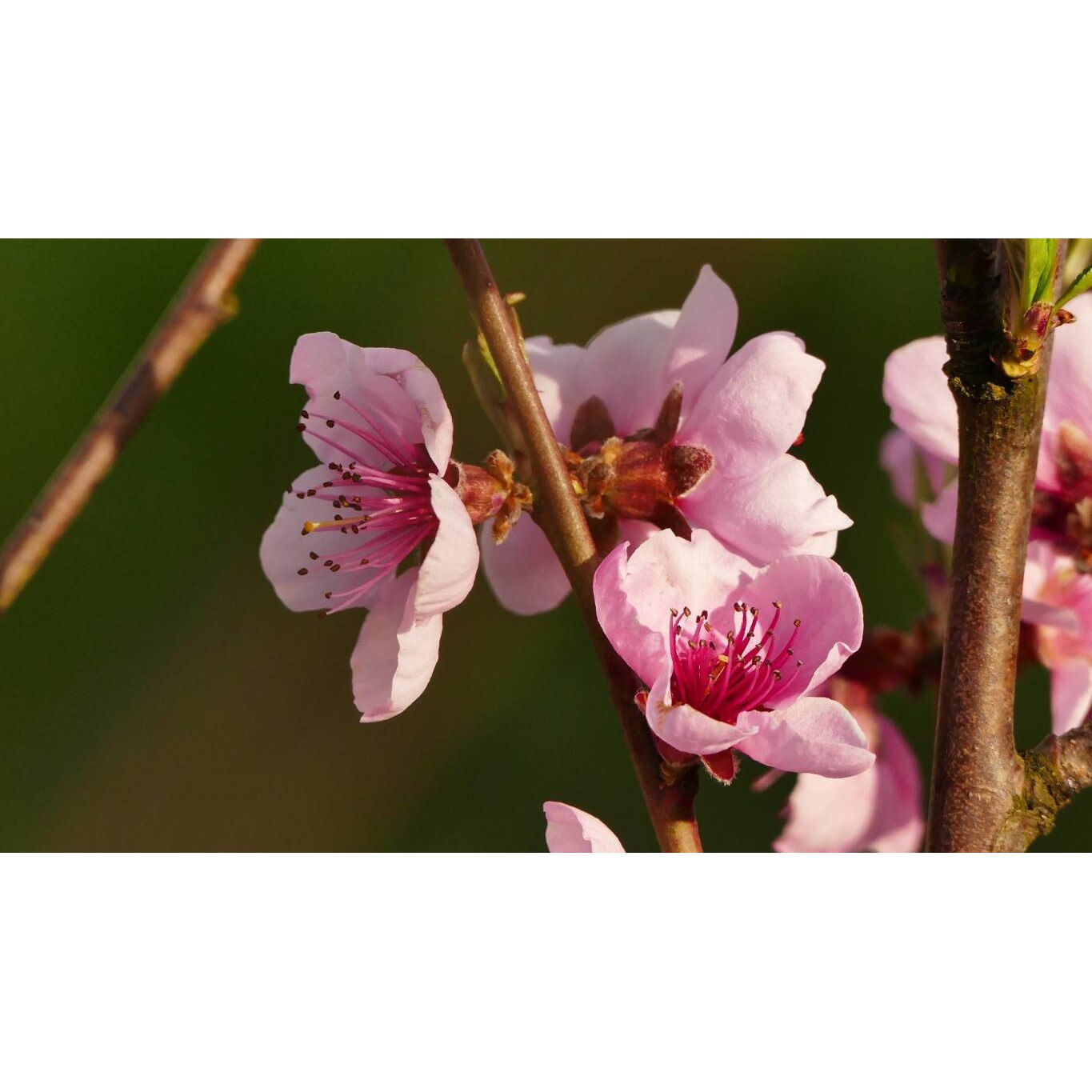 Tablou canvas 90x50 cm, Natura cu Flori model 303