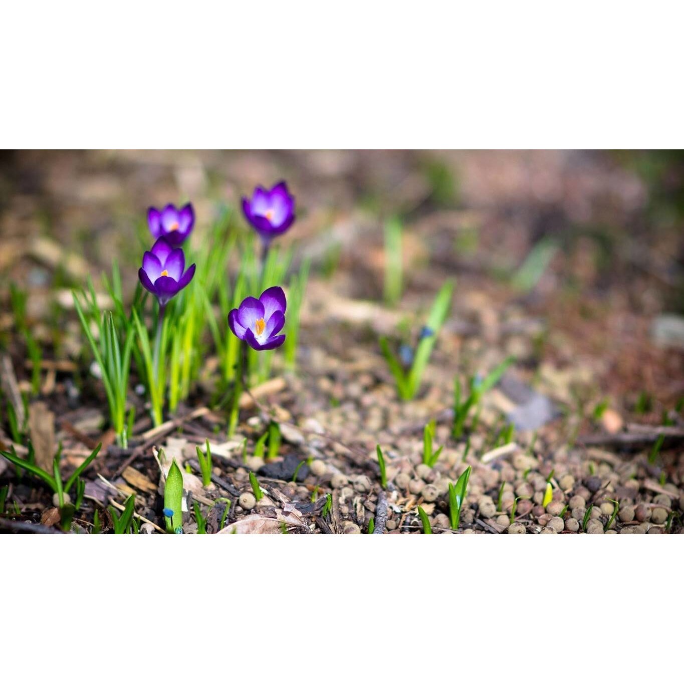 Tablou canvas 90x50 cm, Natura cu Flori model 337