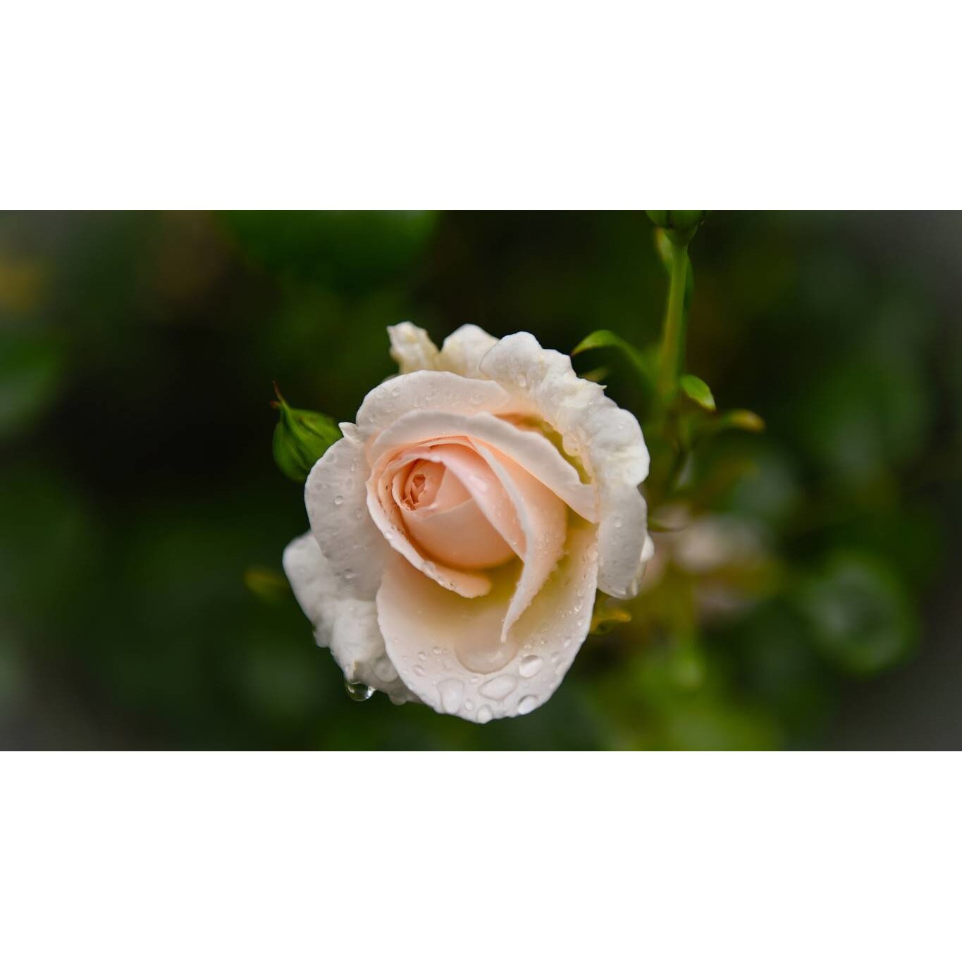 Tablou canvas 75x50 cm, Natura cu Flori model 359