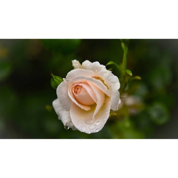 Tablou canvas 75x50 cm, Natura cu Flori model 359 Tablou canvas 75x50 cm, Natura cu Flori model 359