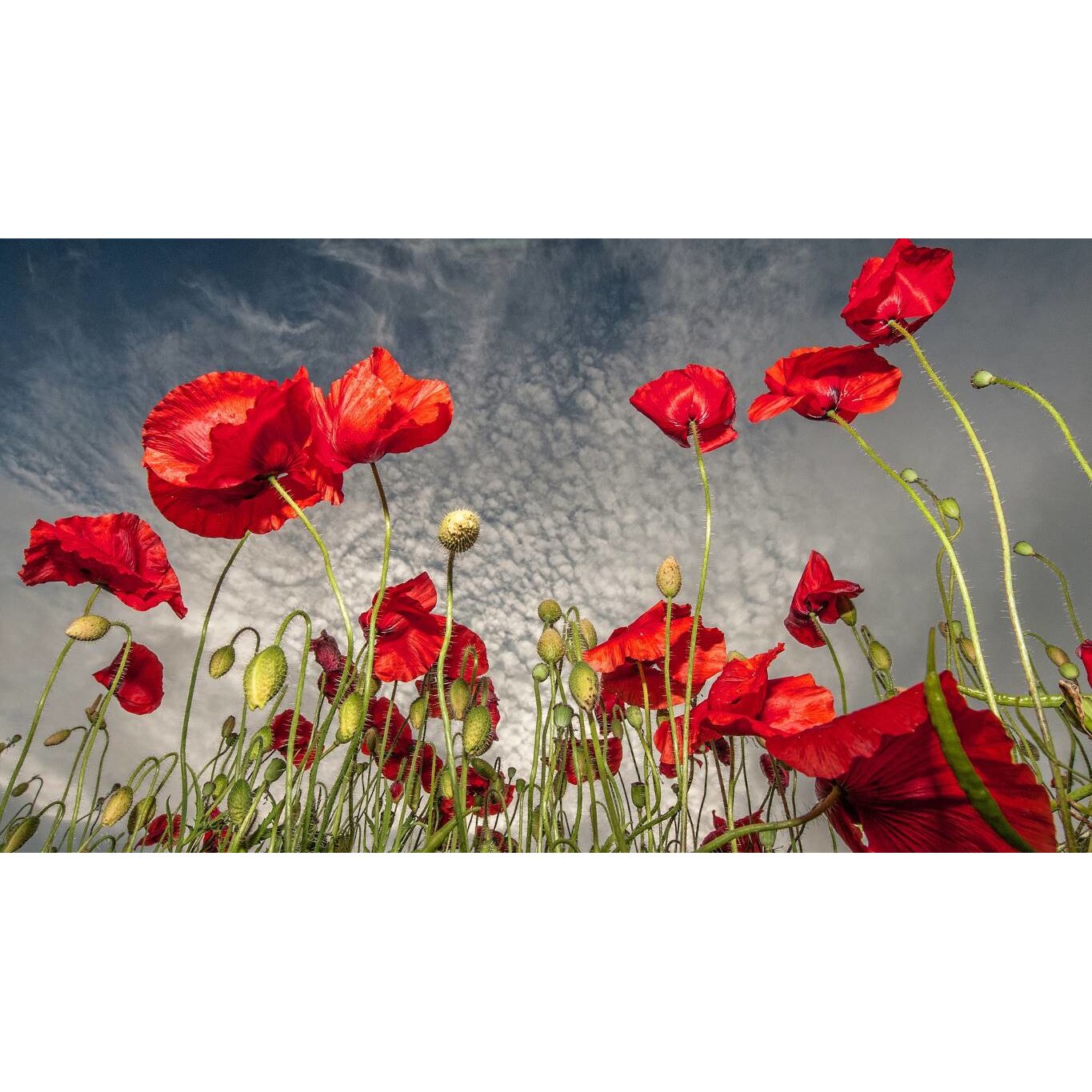 Tablou canvas 90x50 cm, Natura cu Flori model 291