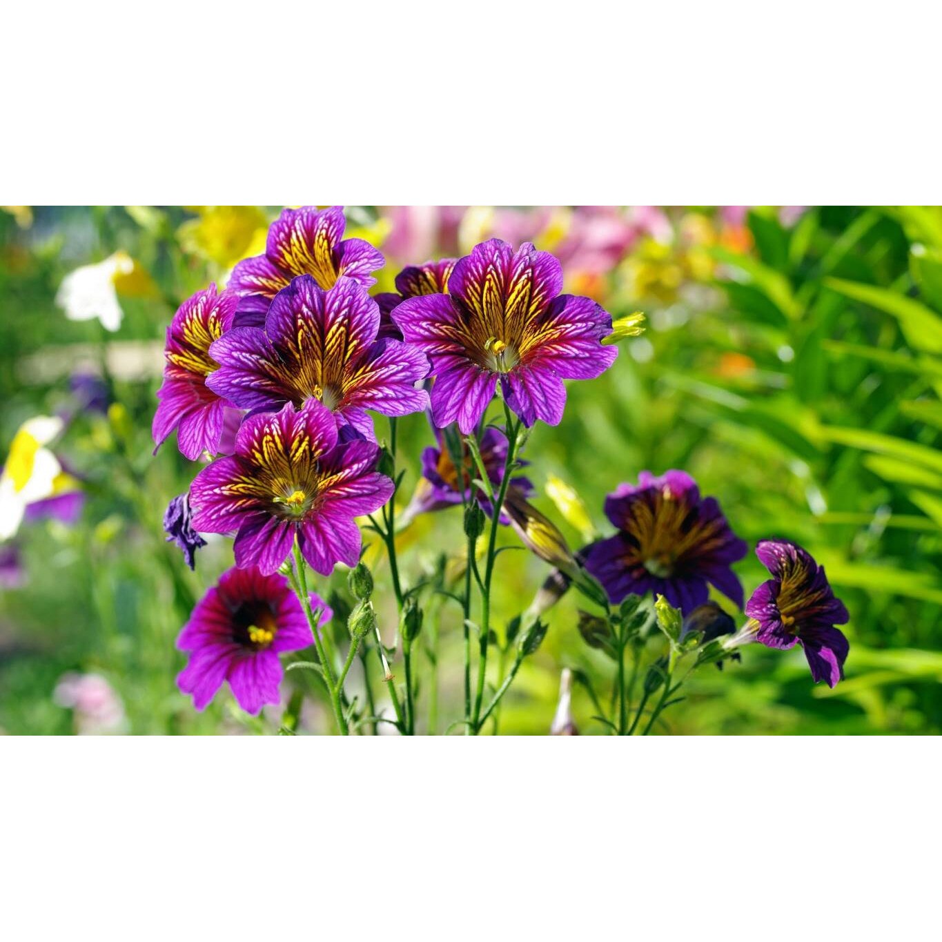 Tablou canvas 90x50 cm, Natura cu Flori model 310