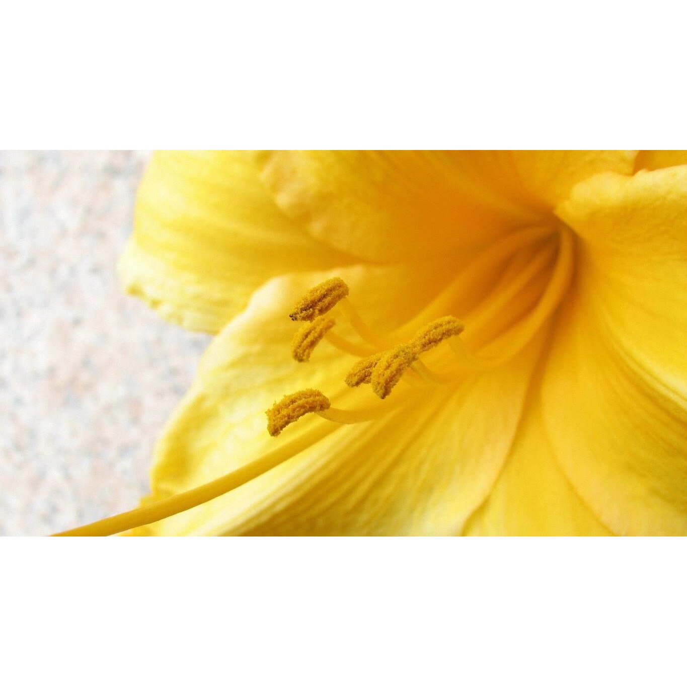 Tablou canvas 90x50 cm, Natura cu Flori model 271