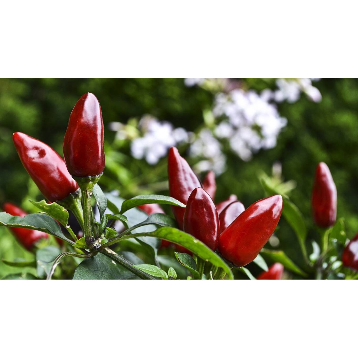 Tablou canvas 75x50 cm, Natura cu Flori model 295