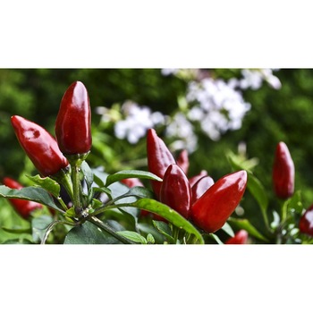 Tablou canvas 90x50 cm, Natura cu Flori model 295 Tablou canvas 90x50 cm, Natura cu Flori model 295