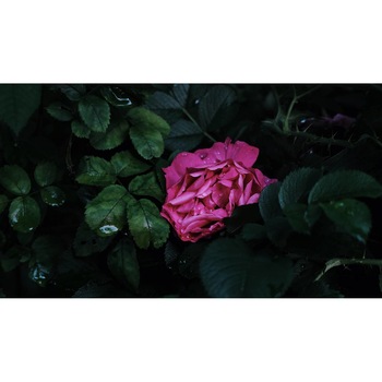 Tablou canvas 75x50 cm, Natura cu Flori model 323 Tablou canvas 75x50 cm, Natura cu Flori model 323