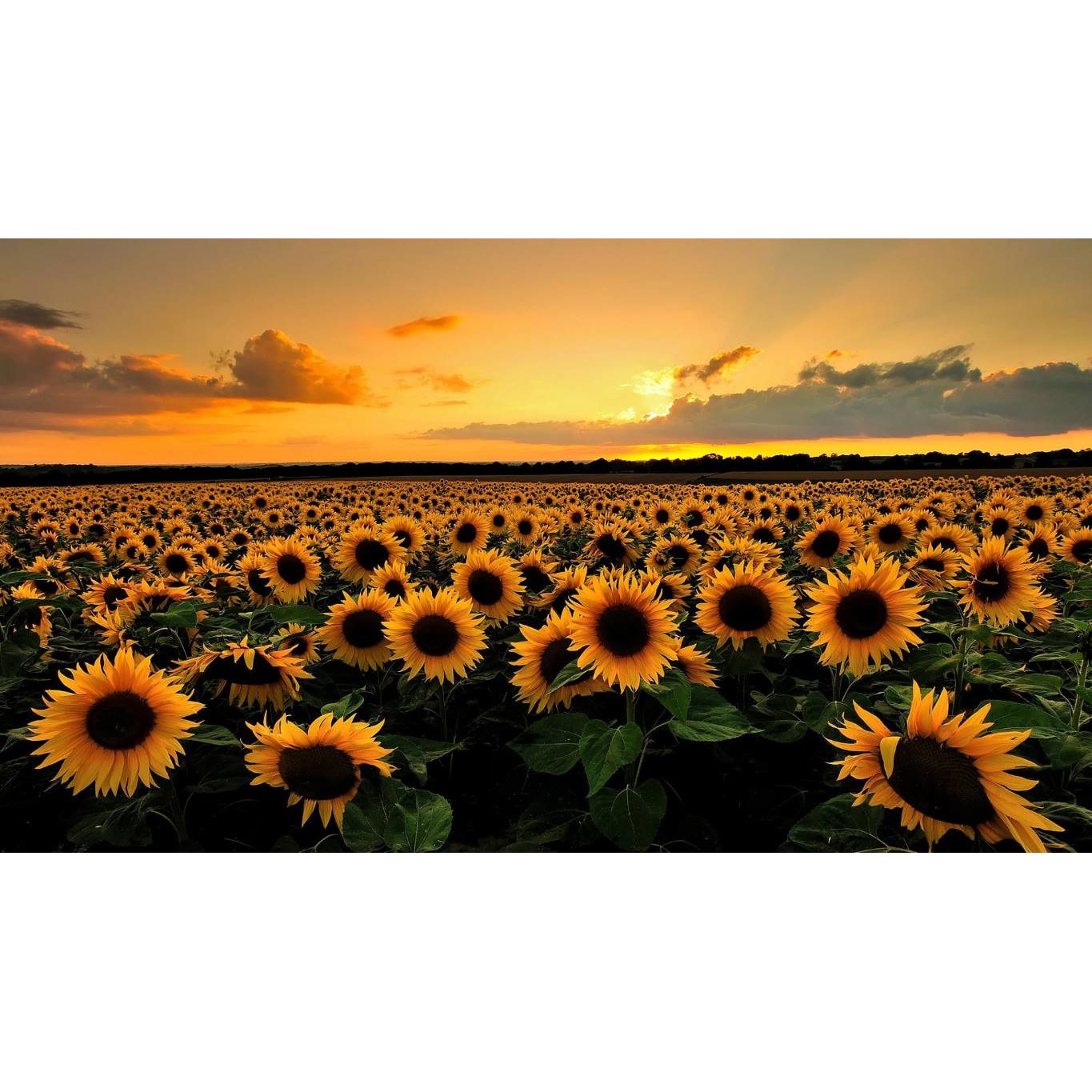 Tablou canvas 75x50 cm, Natura cu Flori model 325