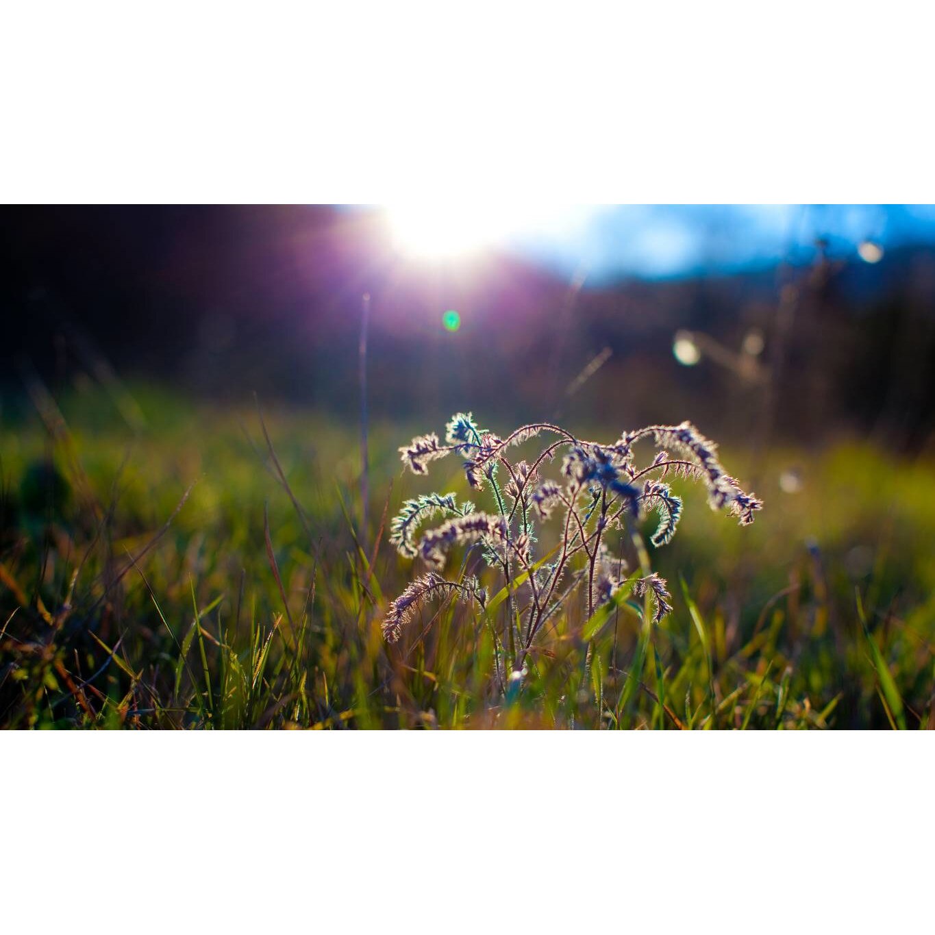 Tablou canvas 75x50 cm, Natura cu Flori model 308