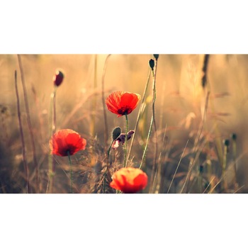 Tablou canvas 90x50 cm, Natura cu Flori model 350 Tablou canvas 90x50 cm, Natura cu Flori model 350