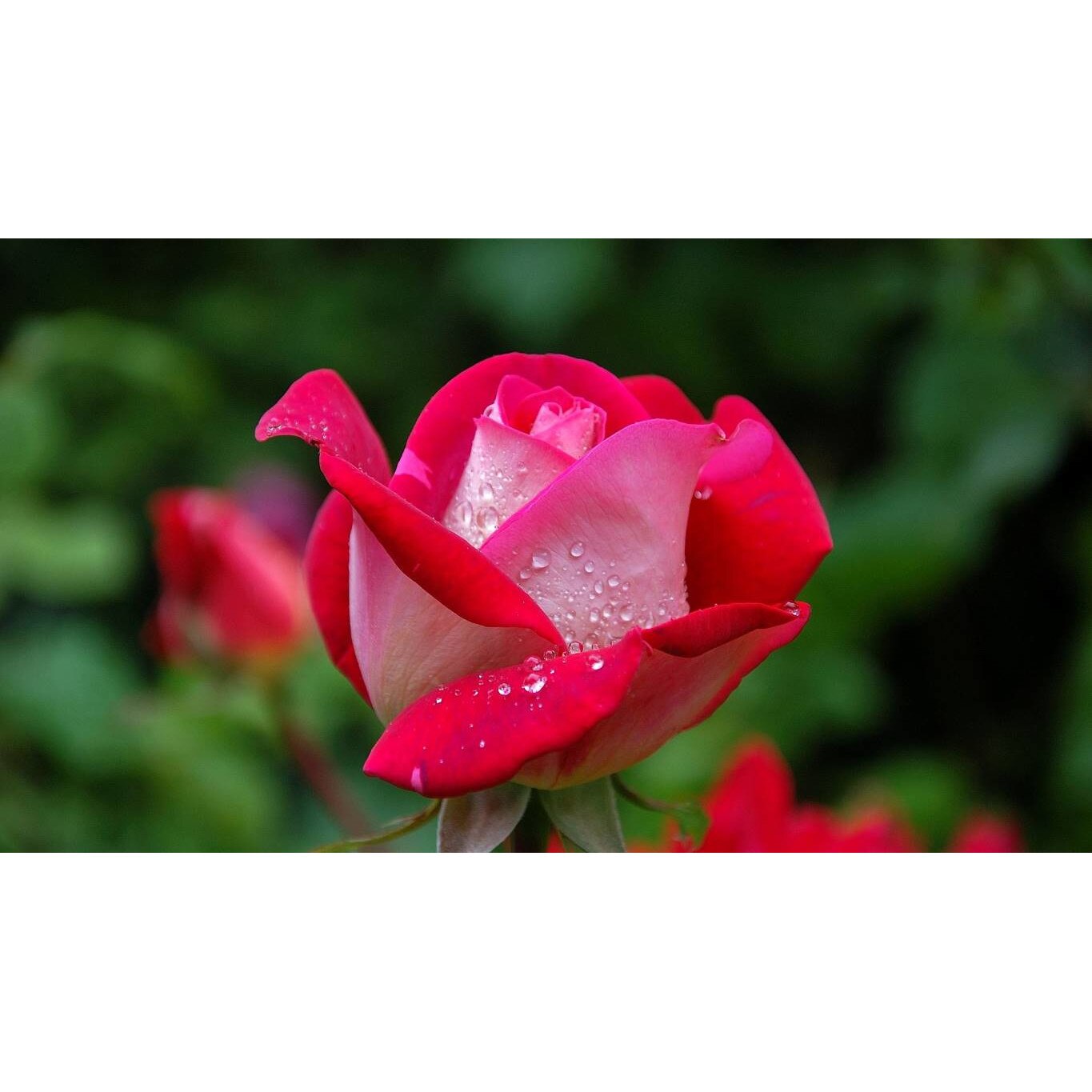 Tablou canvas 75x50 cm, Natura cu Flori model 346