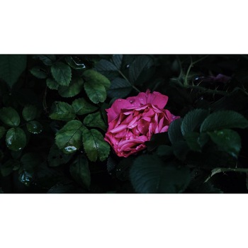 Tablou canvas 75x50 cm, Natura cu Flori model 357 Tablou canvas 75x50 cm, Natura cu Flori model 357