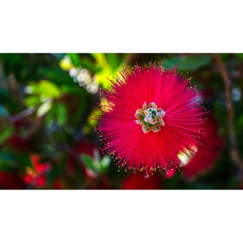 Tablou canvas 90x50 cm, Natura cu Flori model 378 Tablou canvas 90x50 cm, Natura cu Flori model 378