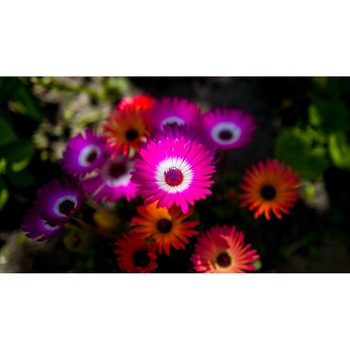 Tablou canvas 90x50 cm, Natura cu Flori model 286 Tablou canvas 90x50 cm, Natura cu Flori model 286