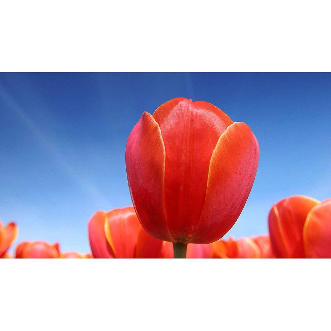 Tablou canvas 75x50 cm, Natura cu Flori model 331