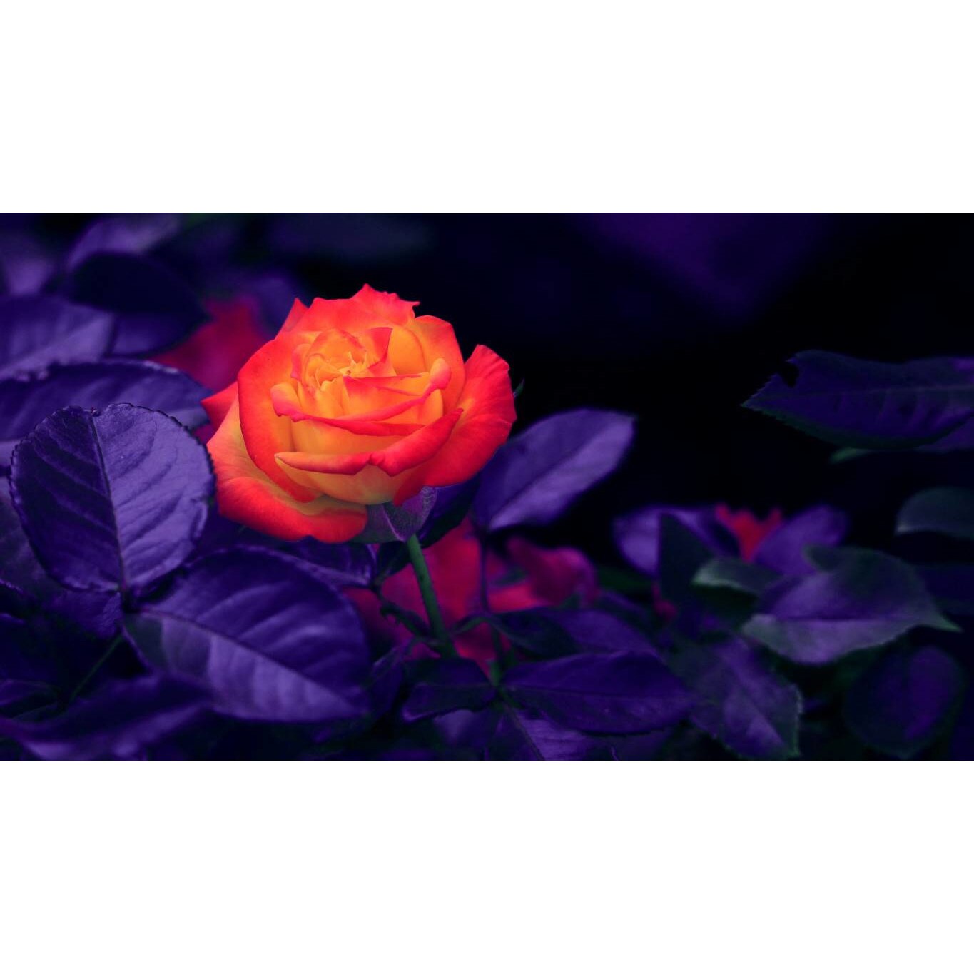 Tablou canvas 75x50 cm, Natura cu Flori model 318