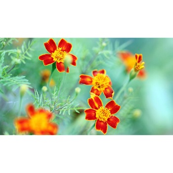 Tablou canvas 75x50 cm, Natura cu Flori model 335 Tablou canvas 75x50 cm, Natura cu Flori model 335