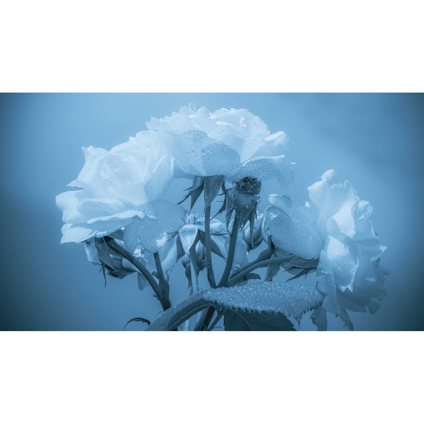 Tablou canvas 90x50 cm, Natura cu Flori model 297