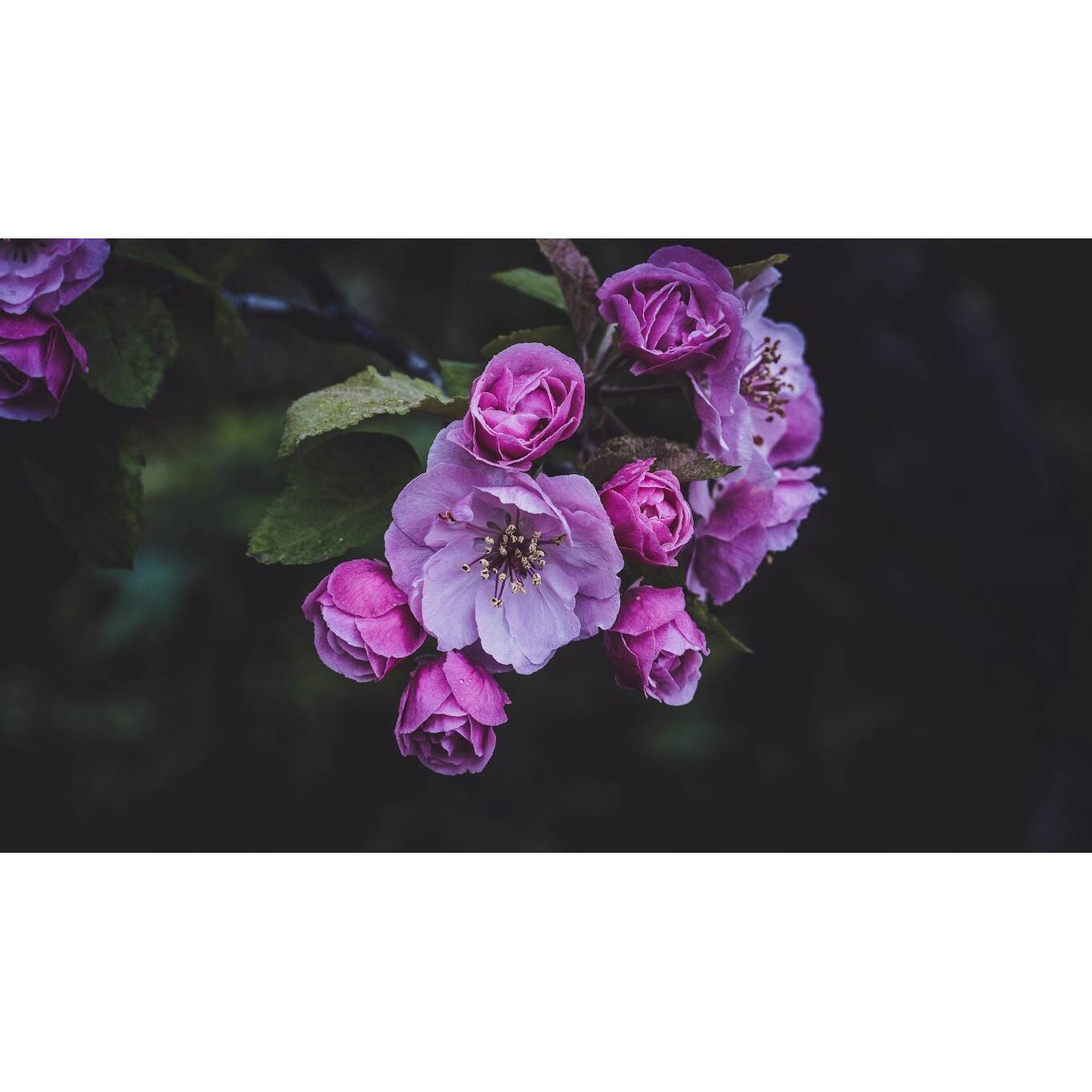 Tablou canvas 75x50 cm, Natura cu Flori model 364