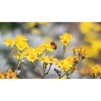 Tablou canvas 90x50 cm, Natura cu Flori model 369 Tablou canvas 90x50 cm, Natura cu Flori model 369