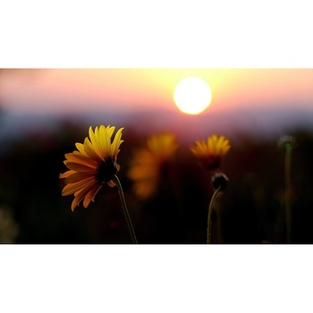 Tablou canvas 75x50 cm, Natura cu Flori model 339 Tablou canvas 75x50 cm, Natura cu Flori model 339