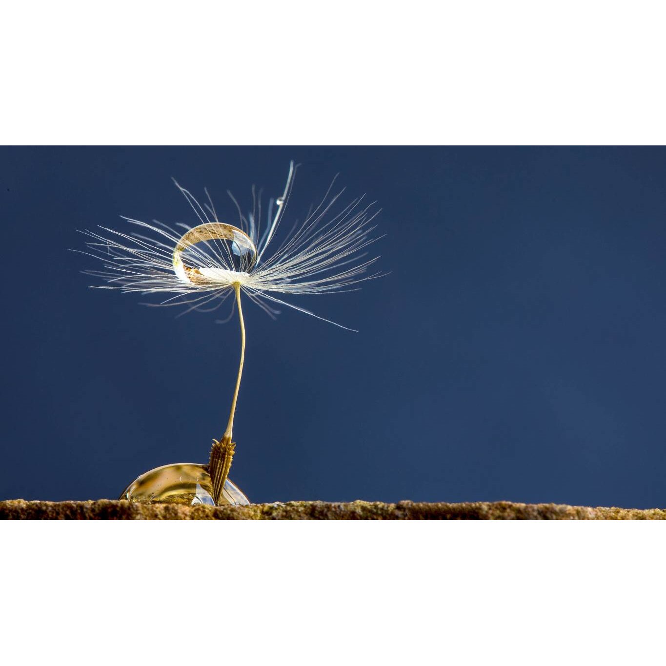 Tablou canvas 75x50 cm, Natura cu Flori model 356