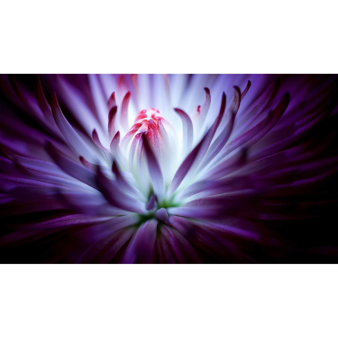 Tablou canvas 90x50 cm, Natura cu Flori model 319