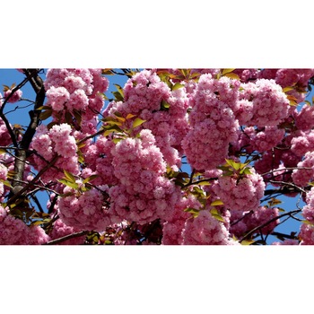 Tablou canvas 90x50 cm, Natura cu Flori model 358 Tablou canvas 90x50 cm, Natura cu Flori model 358