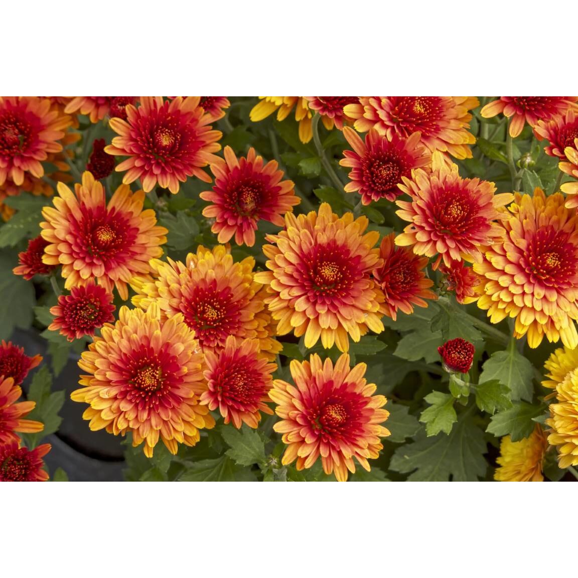 Tablou canvas 75x50 cm, Natura cu Flori model 330