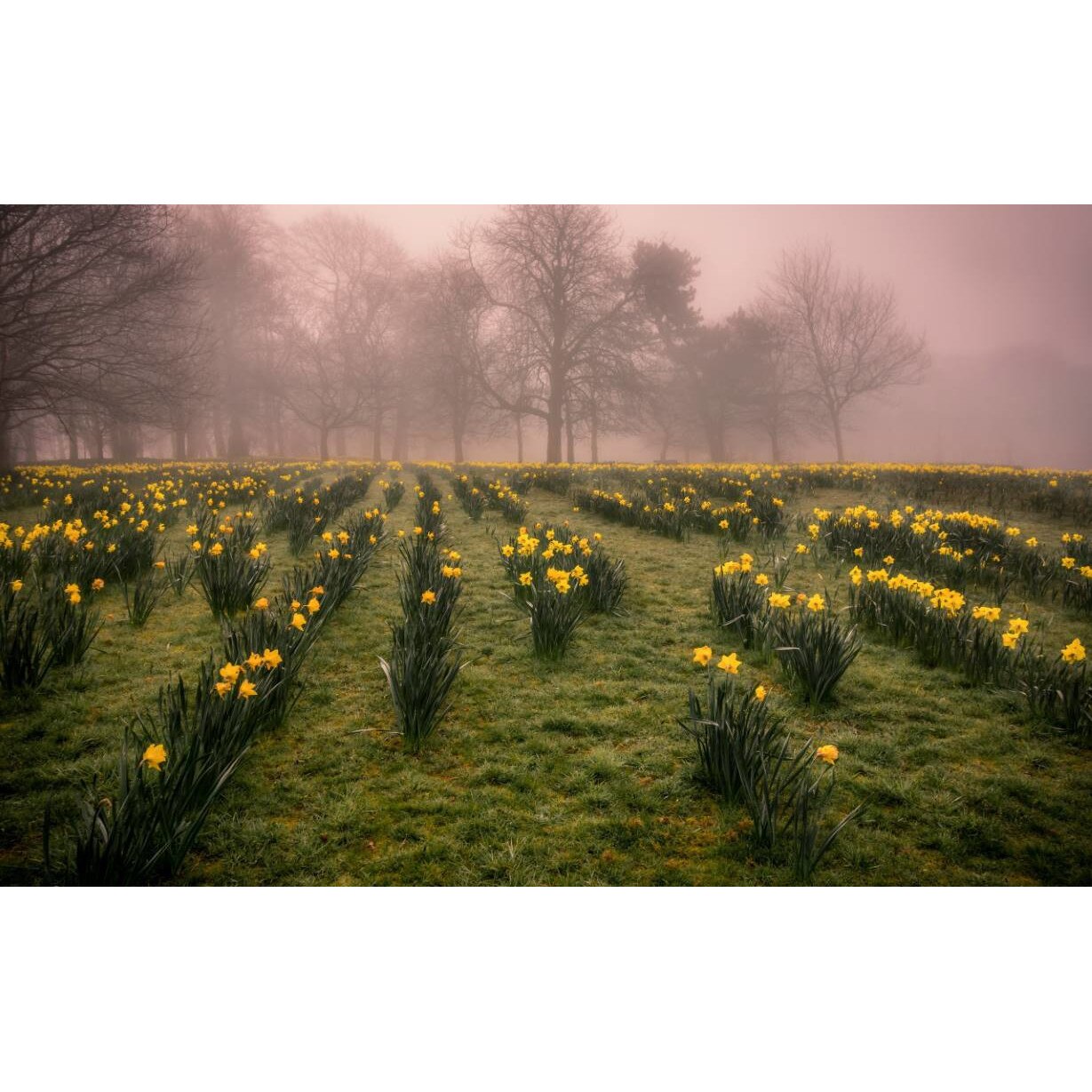 Tablou canvas 75x50 cm, Natura cu Flori model 355