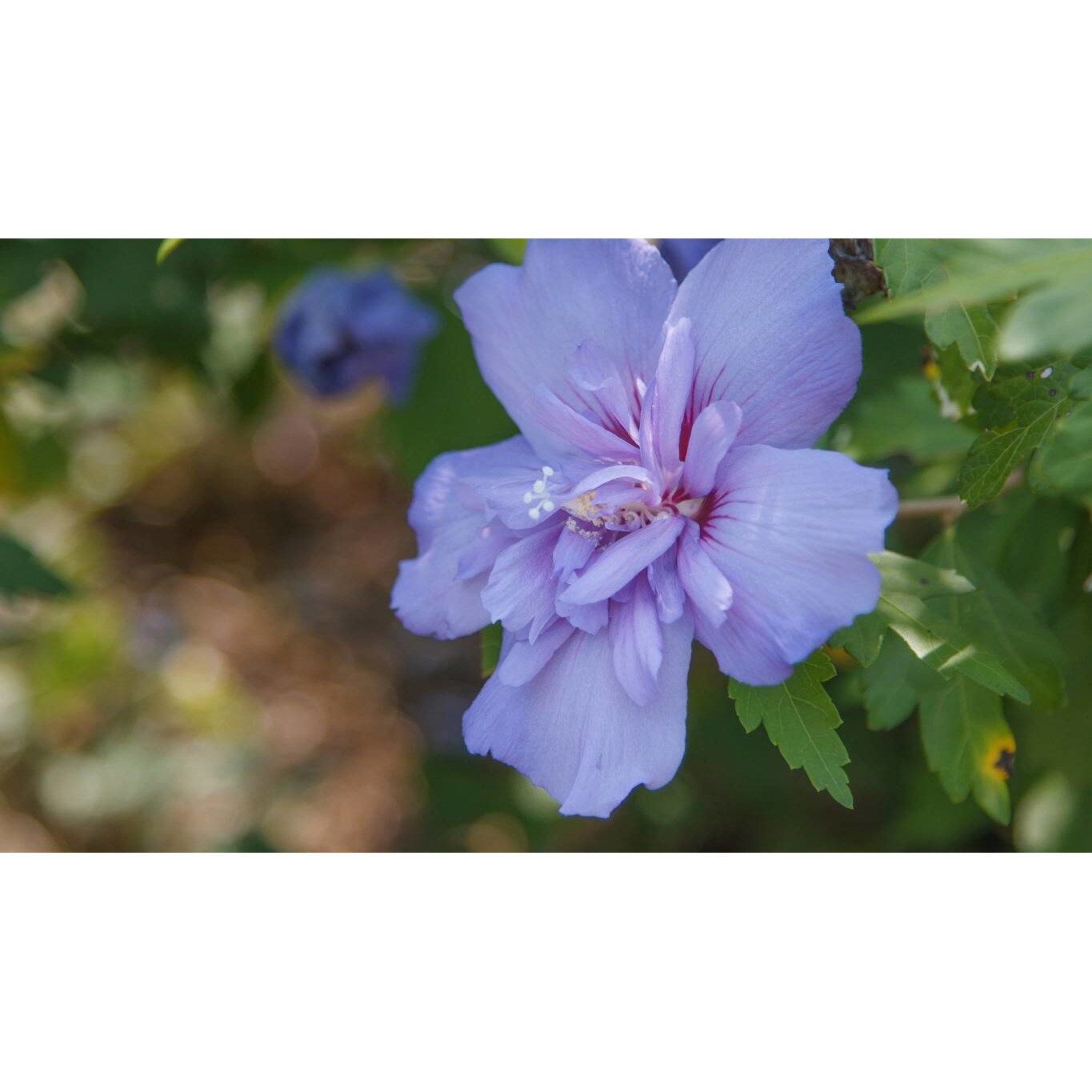 Tablou canvas 75x50 cm, Natura cu Flori model 368